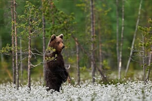 Young brown bear standing among cotton flowers in a Finnish forest