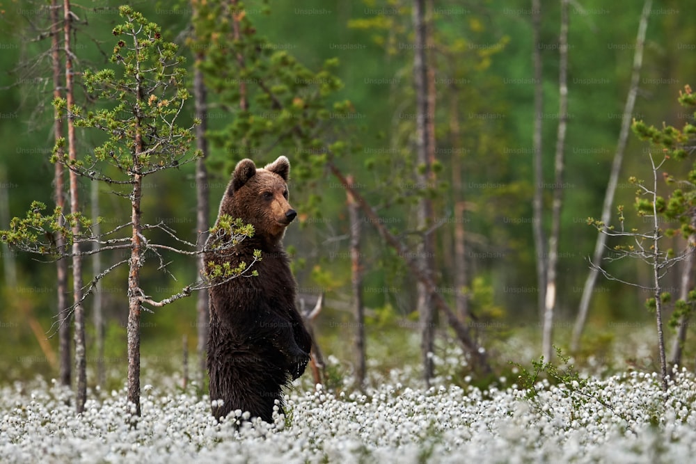 Young brown bear standing among cotton flowers in a Finnish forest