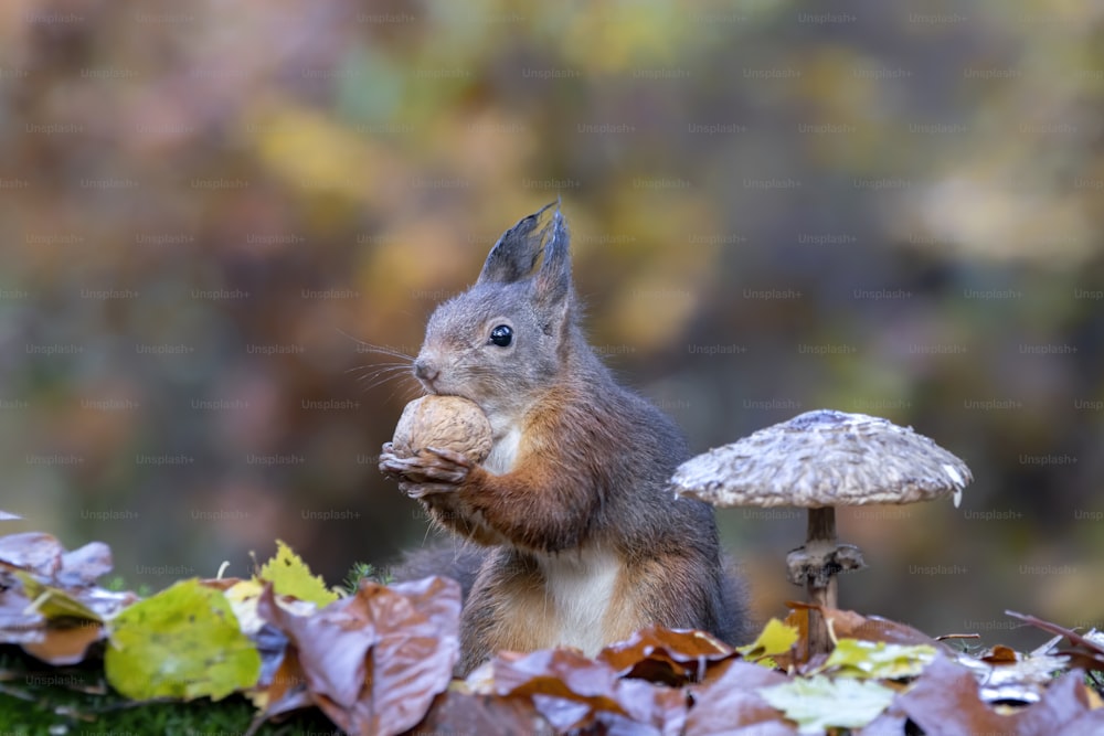 Niedliches hungriges Rothörnchen (Sciurus vulgaris) frisst eine Nuss in einem Wald, der mit bunten Blättern und einem Pilz bedeckt ist. Herbsttag in einem tiefen Wald in den Niederlanden. Unscharfer gelber und brauner Hintergrund!