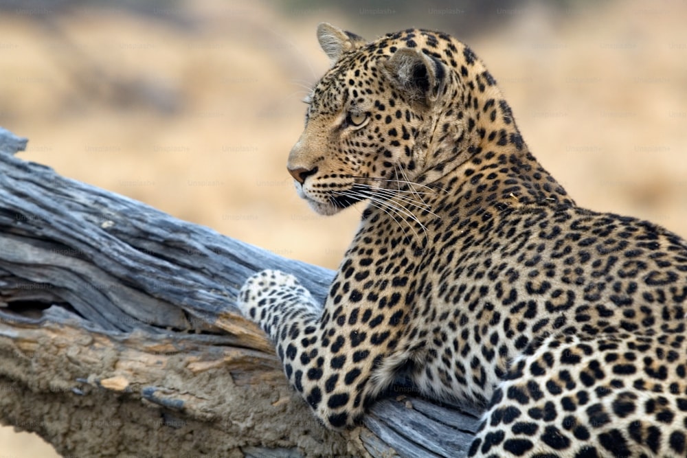 Leopardo seduto su un albero