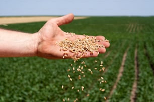 Mão do fazendeiro derramando grãos de trigo recém-colhidos contra o campo de soja verde.