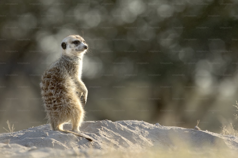 A Meerkat bathing in the first sunlight of day.