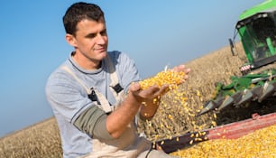 Happy farmer holding ripe corns