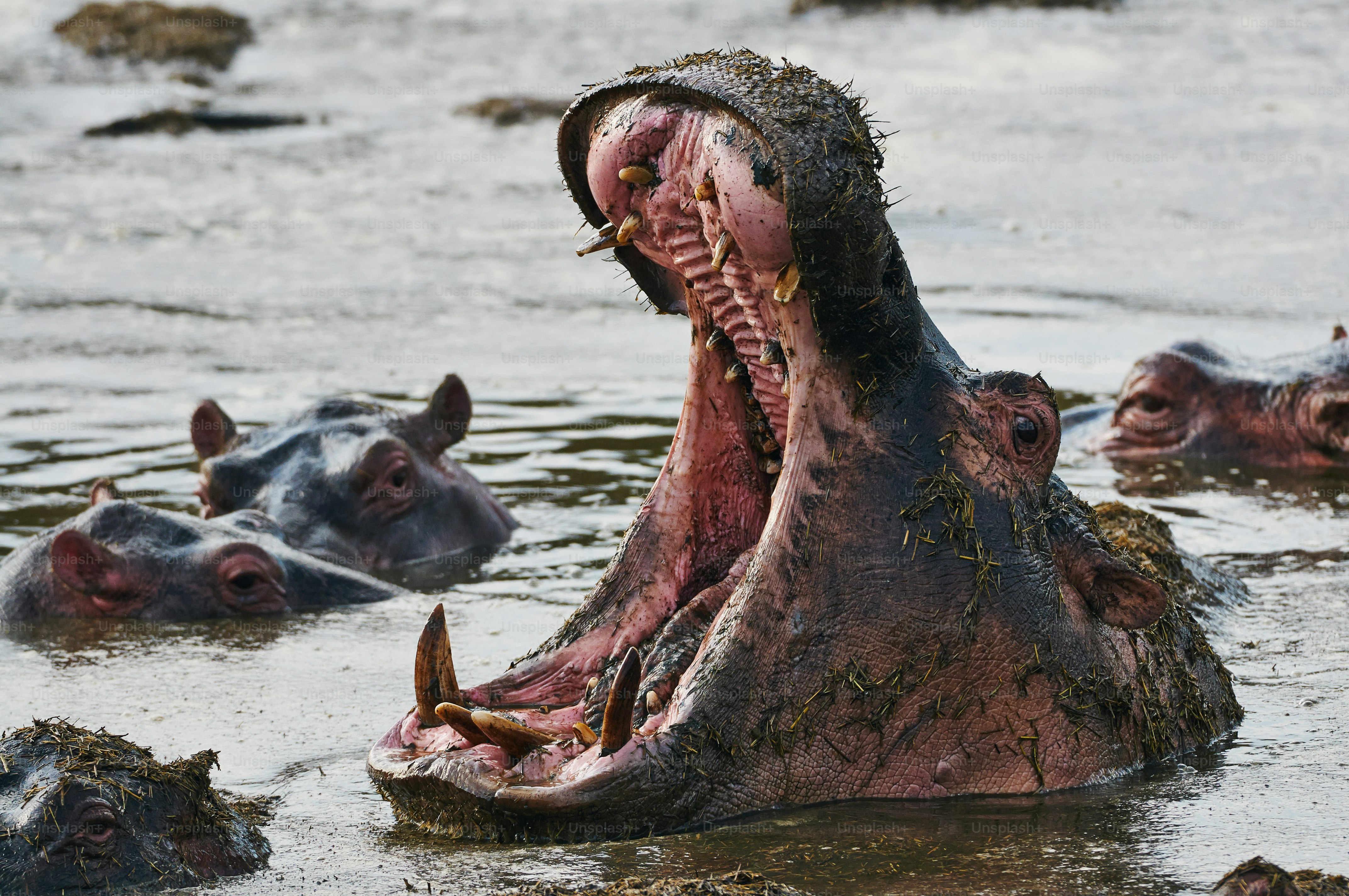Big hippo in a waterhole with its mouth open in a waterhole at the Serengheti National Park