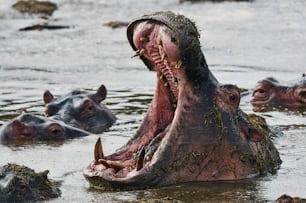 Big hippo in a waterhole with its mouth open in a waterhole at the Serengheti National Park