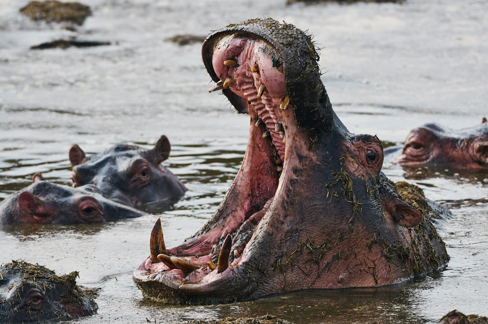 Un gran hipopótamo en un pozo de agua con la boca abierta en un pozo de agua en el Parque Nacional Serengheti