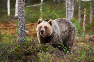 Beautiful female brown bear watching curiously in a Finnish forest
