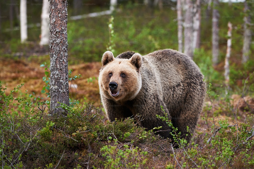 Beautiful female brown bear watching curiously in a Finnish forest