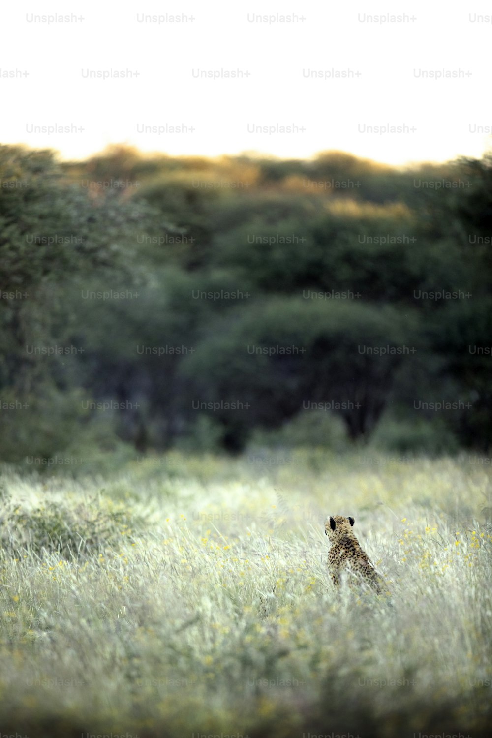 Un guépard dans l’herbe épaisse