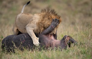 A lion portrait in the Maasai Mara, Africa