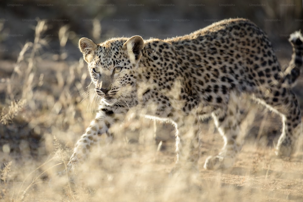 leopard cub walking through the grass at sun rise