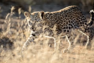 leopard cub walking through the grass at sun rise