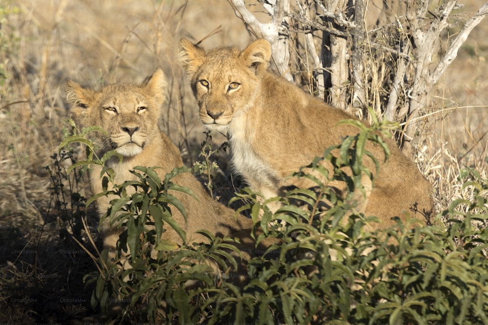 Two lion cubs in golden morning light