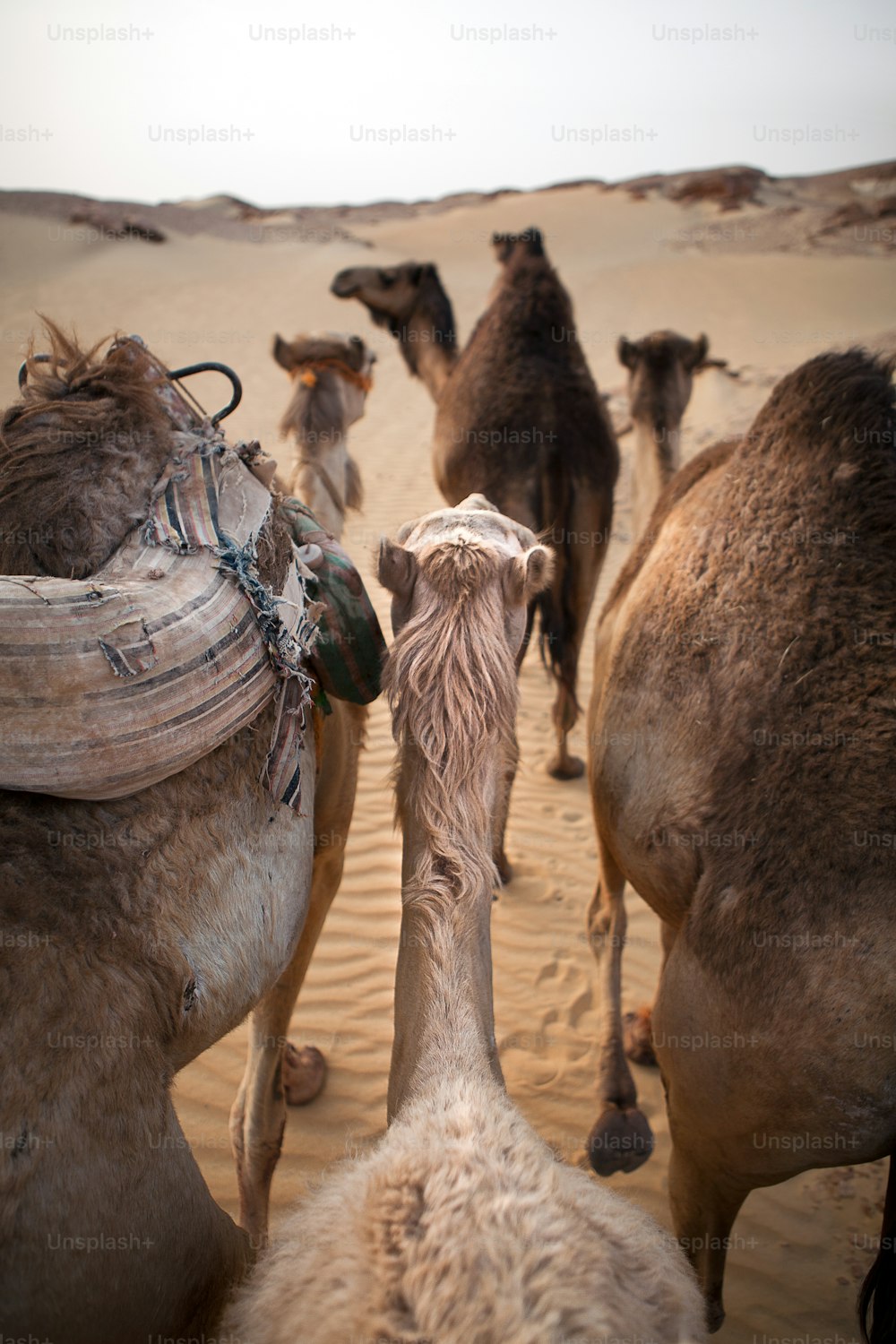 Camels walking through a desert