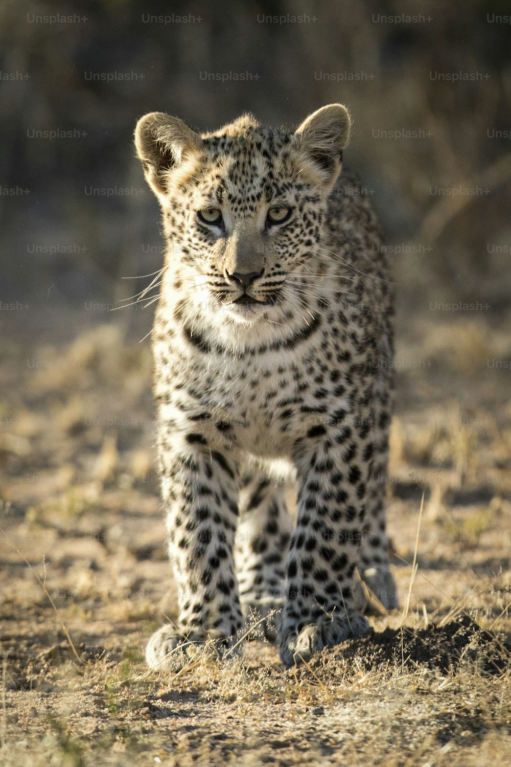 A young leopard cub looking cute