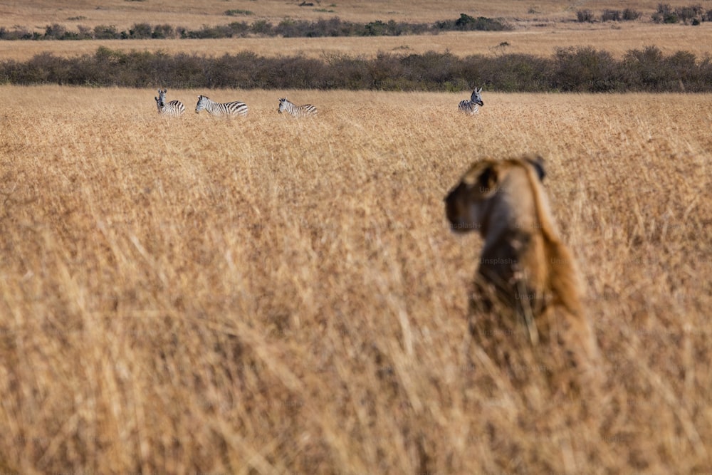 Lioness watching zebras