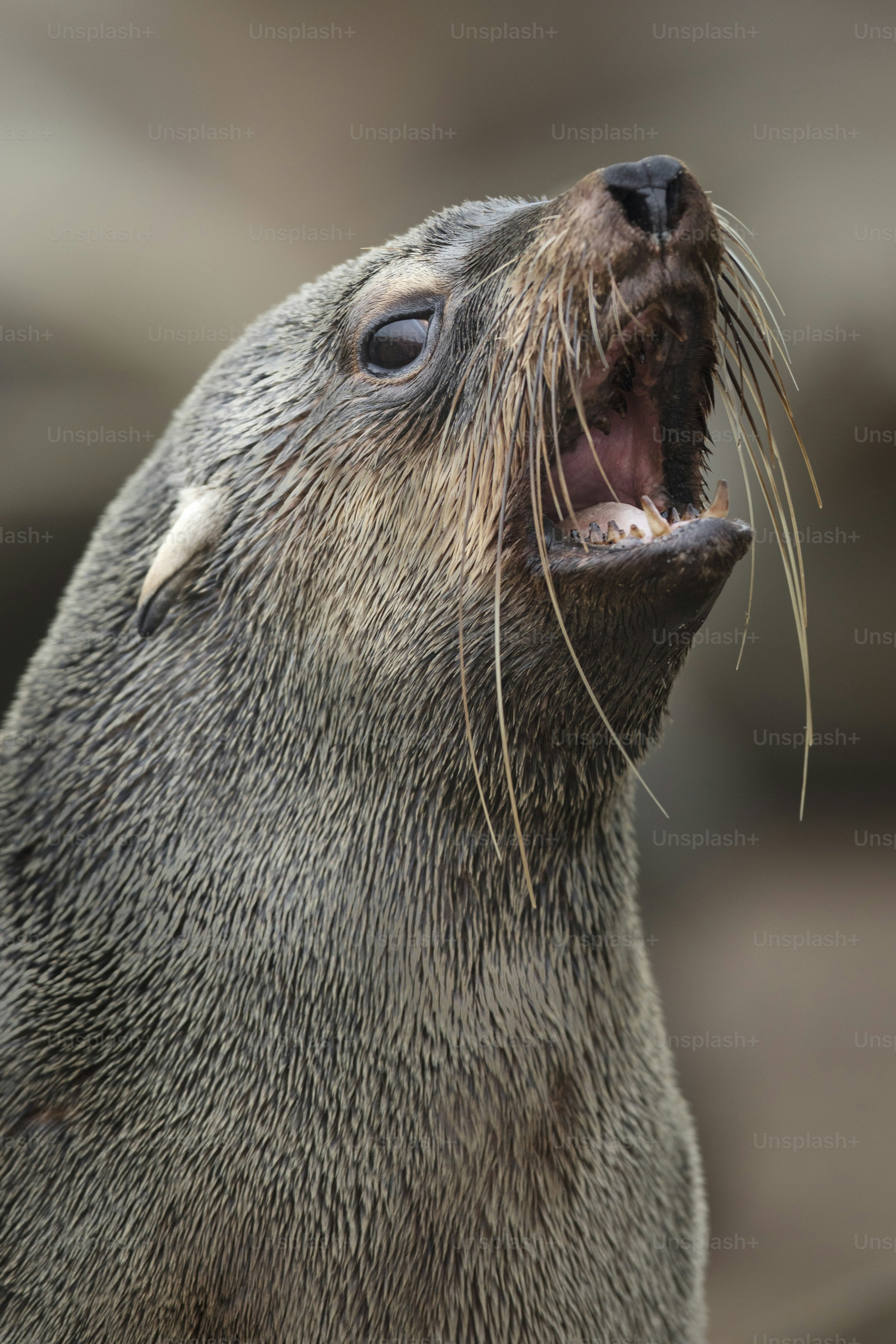 A Seal in a seal colony on the Atlantic Coast.