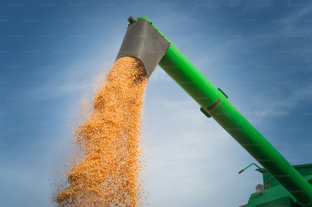 Récolte de maïs sur une terre agricole