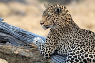 Leopardo en un árbol