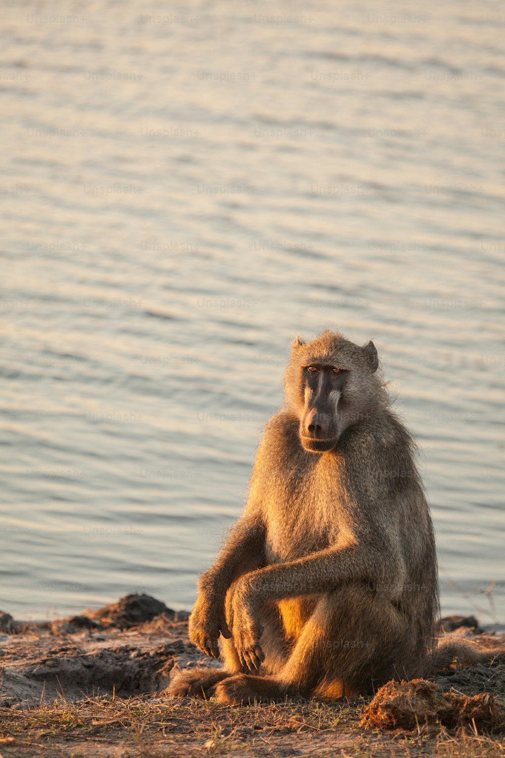 Baboon resting by a river