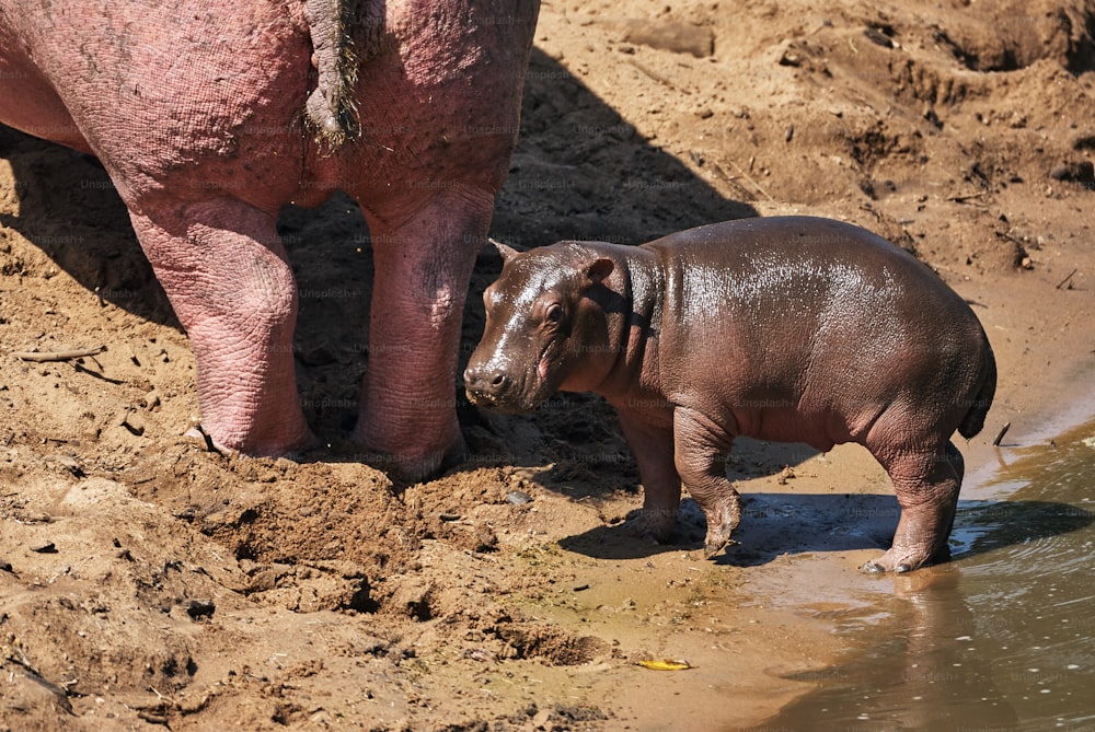 Baby hippopotamus comes out of the water and follows his mom