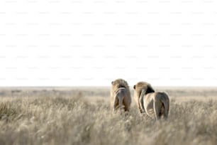 Two lions on a patrol in Etosha National Park, Namibia.