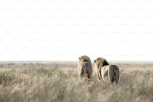 Deux lions en patrouille dans le parc national d’Etosha, en Namibie.