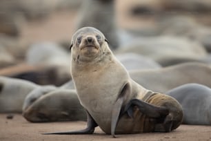 Uma foca em uma colônia de focas na costa do Atlântico.