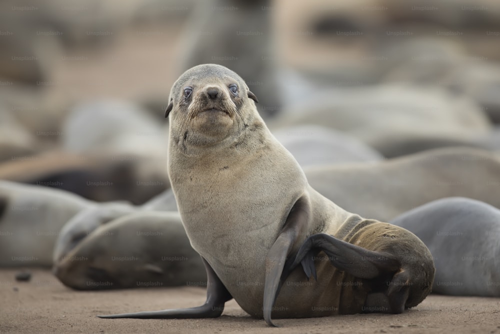 Una foca en una colonia de focas en la costa atlántica.