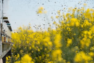 Bienenstöcke auf Rapsfeldern und viele Bienen fliegen in der Luft