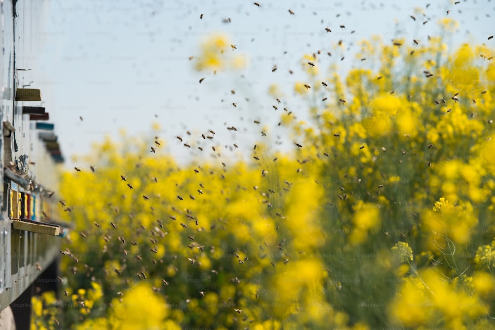 colmenas en los campos de colza y muchas abejas volando en el aire