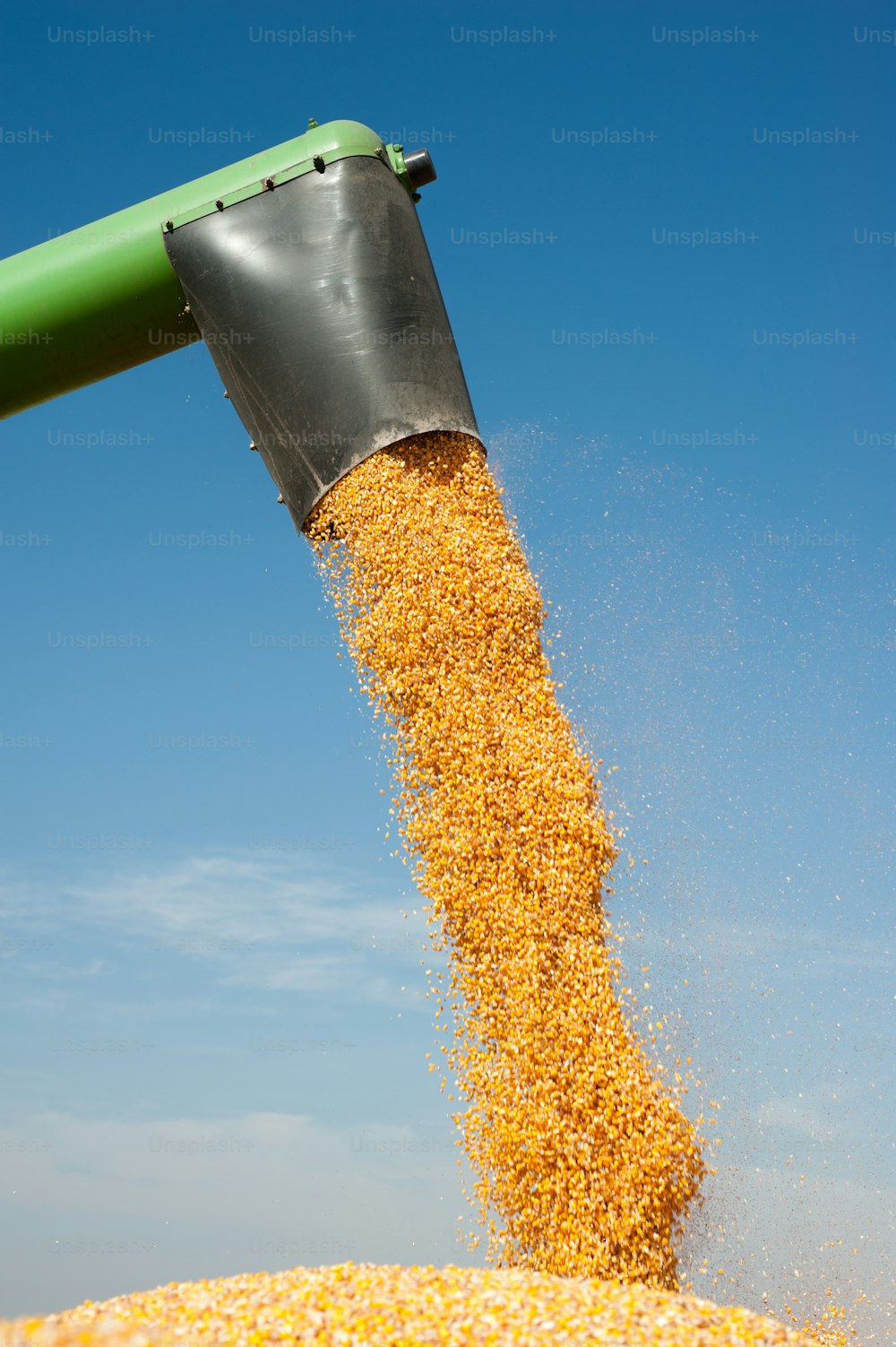 Chargement du grain de maïs dans la remorque du tracteur