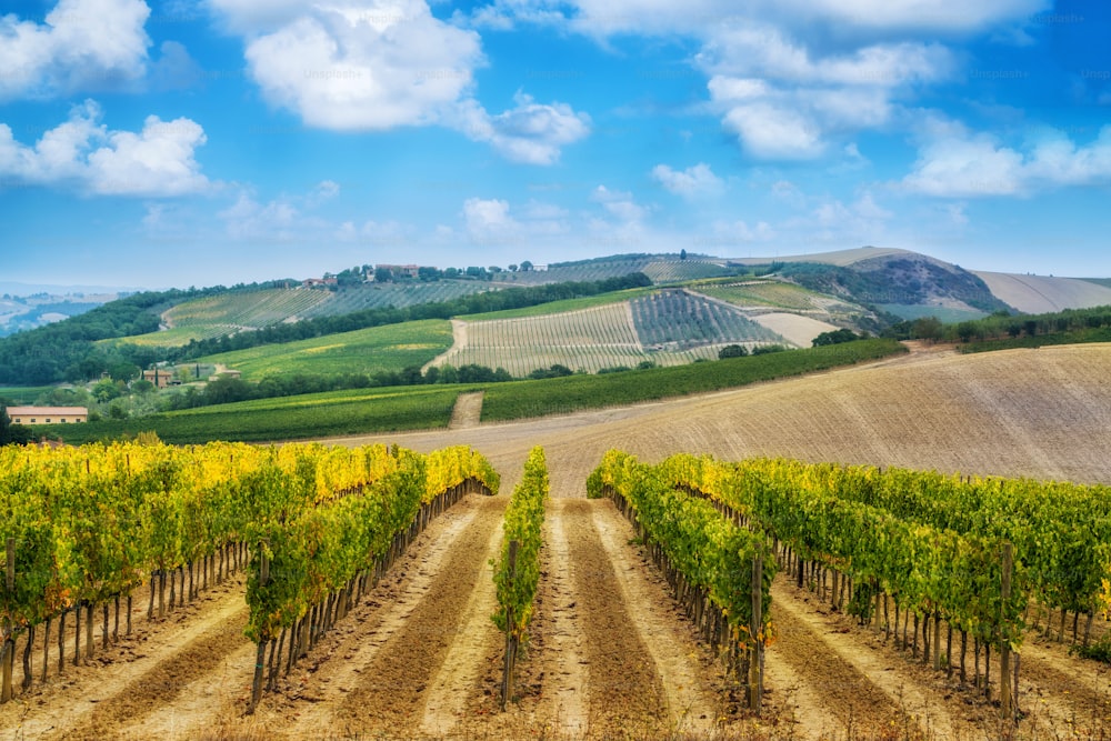 Vineyard landscape in Tuscany, Italy. Tuscany vineyards are home to the most notable wine of Italy.