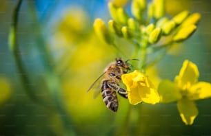 Ape su un fiore di colza