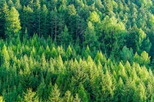 Green forest of fir and pine trees landscape background in the wilderness nature area. Concept of sustainable natural resources, healthy environment and ecology.