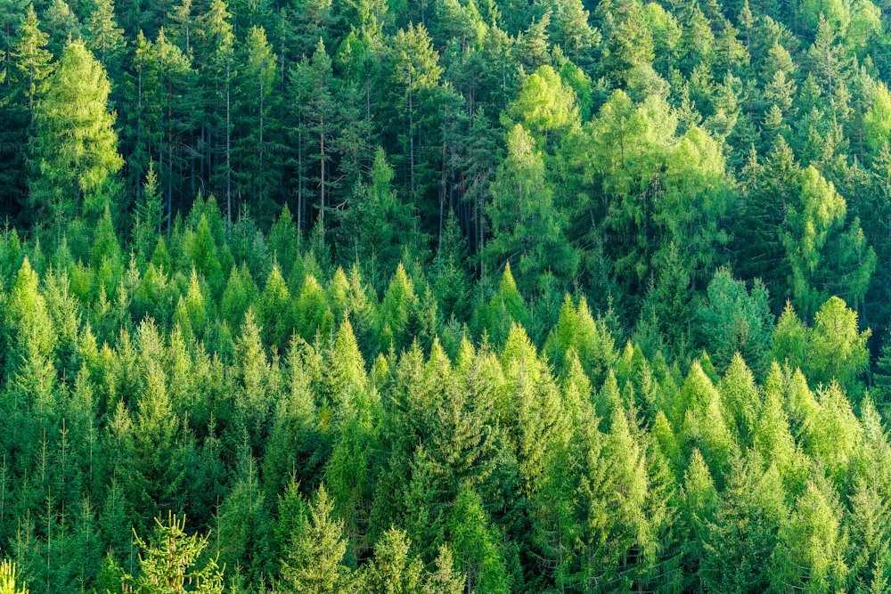 Green forest of fir and pine trees landscape background in the wilderness nature area. Concept of sustainable natural resources, healthy environment and ecology.