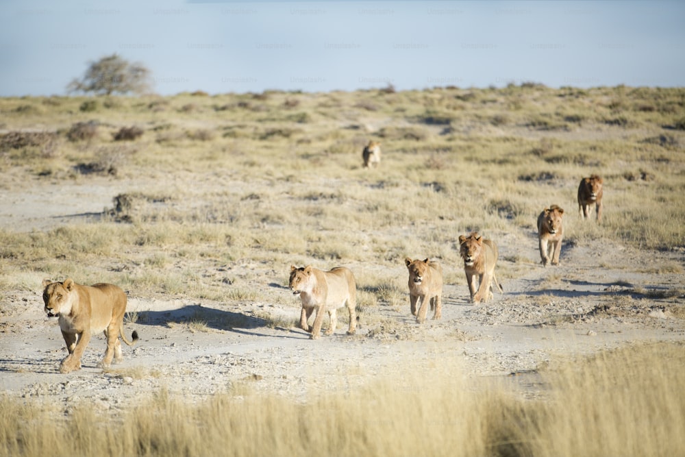 Um orgulho de leões no Parque Nacional de Etosha, Namíbia.
