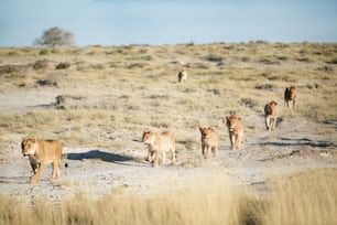 Une troupe de lions dans le parc national d’Etosha, en Namibie.