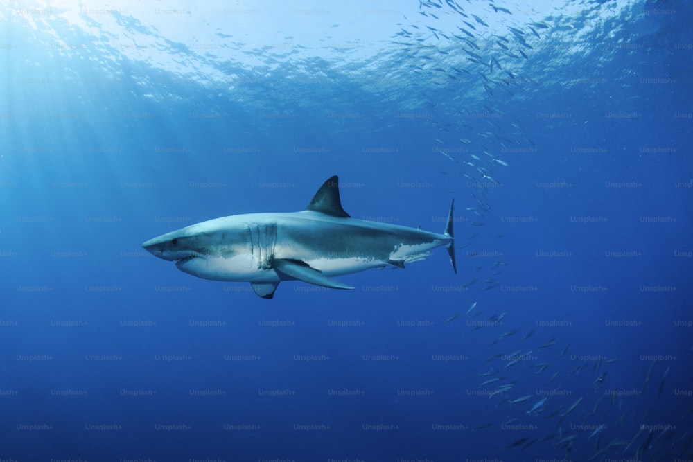 Un gran tiburón blanco en la isla de Guadalupe en México