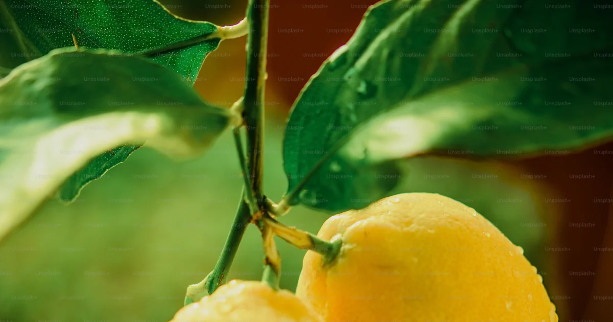 Limon Con Rama Fotografía vertical de la rama del limonero. Rama de limón después de ...