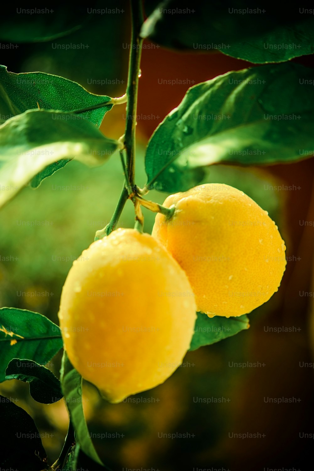 Fotografía vertical de la rama del limonero. Rama de limón después de la lluvia.