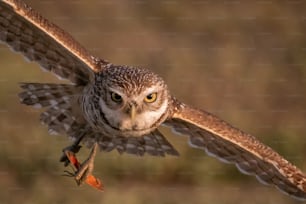 A burrowing Owl in Cape Coral, Florida.