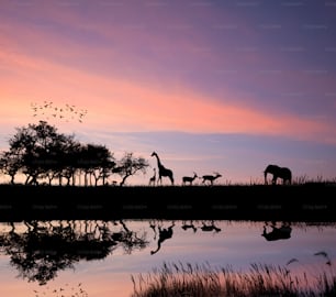 Imagem conceitual da silhueta dos animais selvagens contra o céu vibrante do pôr do sol para o safári da África