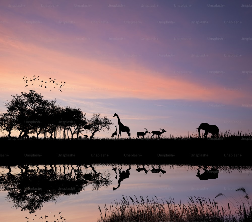 Concept image of wild animals silhouette against vibrant sunset sky for Africa safari