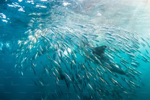 A dolphin and sardines in South Africa