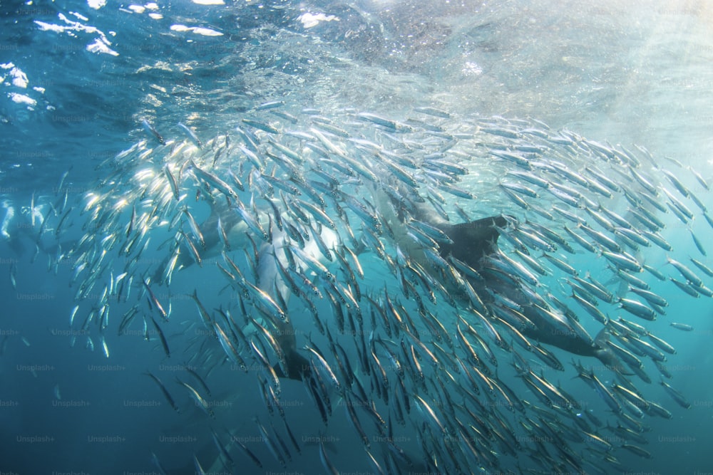 Un dauphin et des sardines en Afrique du Sud