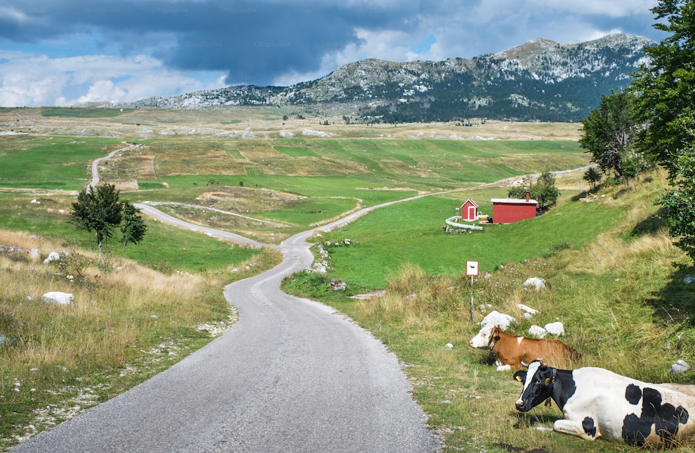 Flock of cows in the Meadow