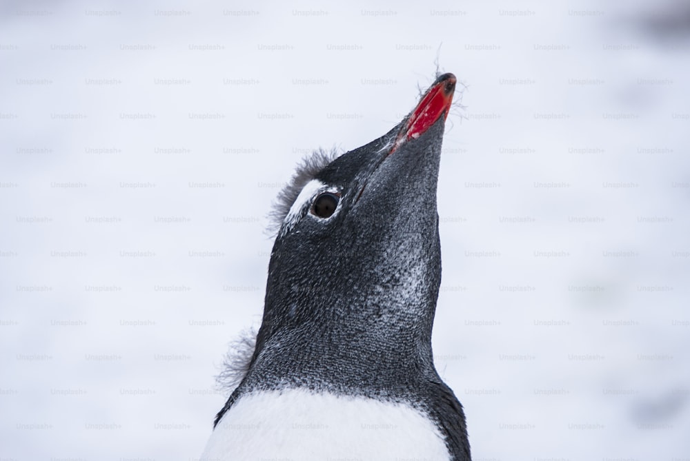 A Gentoo Penguin in Antarctica