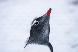 Un manchot papous en Antarctique