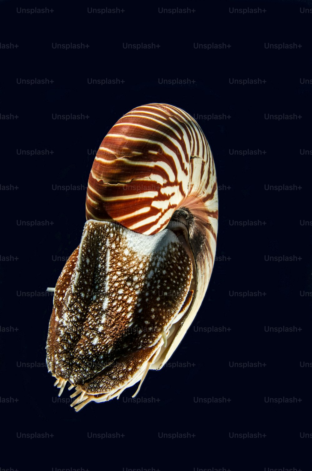 A nautilus in Palau